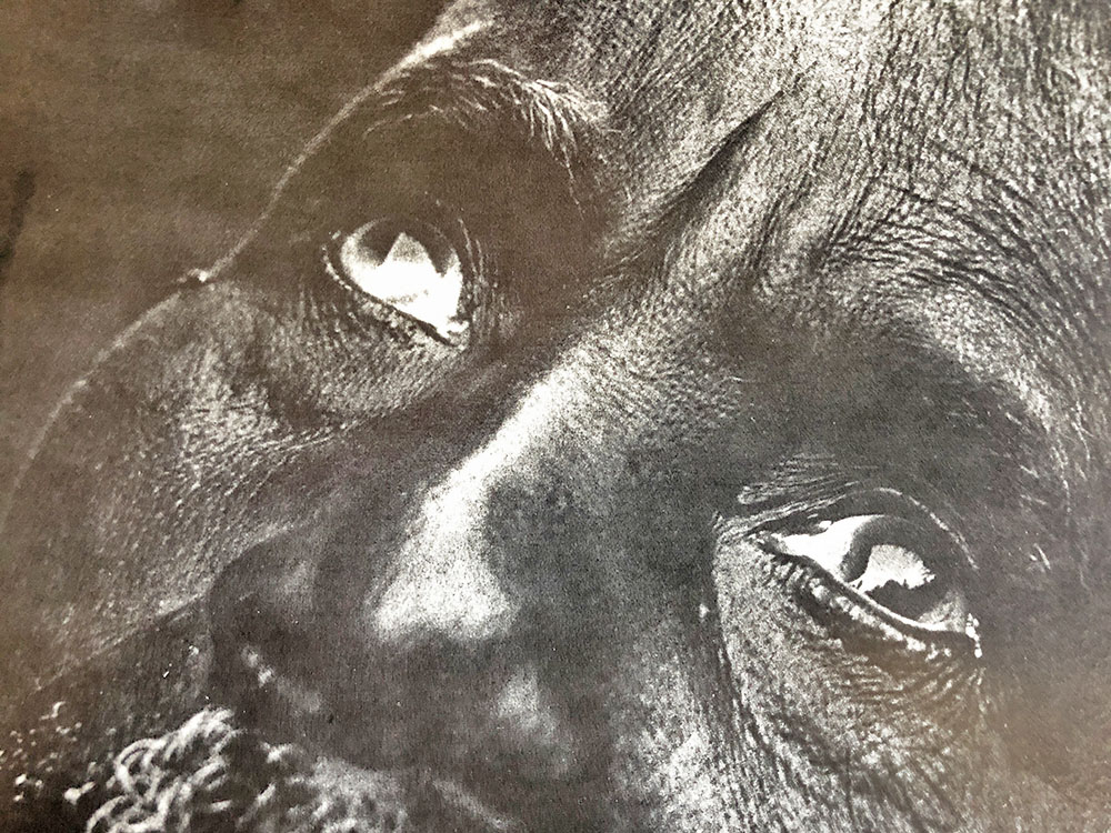 eyes of a man with river blindness