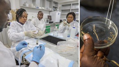 A photo collage showing scientists conducting evaluations for river blindness in Nigeria.